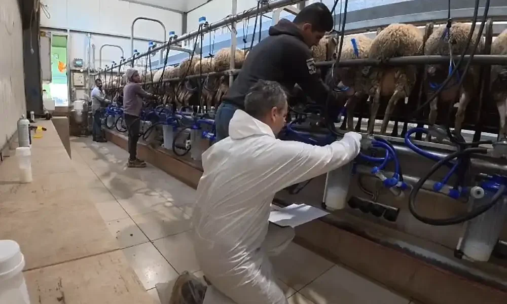 Έλεγχοι αποδόσεων σε σταβλικές εγκαταστάσεις krios-smart